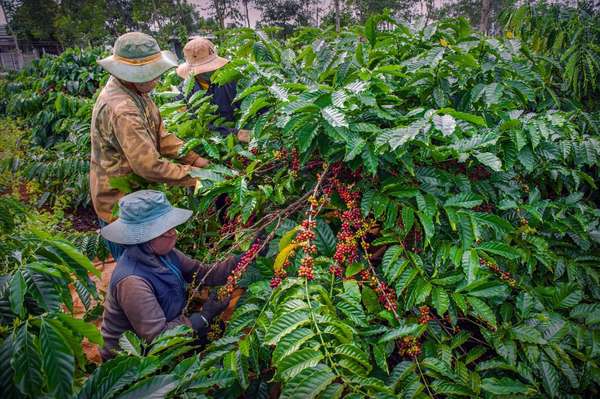Giá cà phê xuất khẩu tăng mạnh, Robusta lập kỷ lục lên tới 3.900 USD/tấn