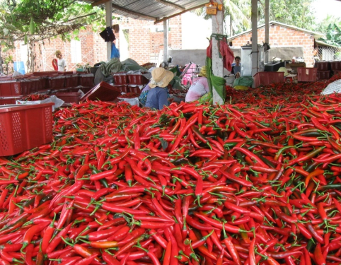 Xuất khẩu ớt tăng mạnh, Trung Quốc là thị trường lớn nhất