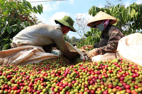 Lo ngại hạn hán làm giảm sản lượng tại Việt Nam, giá cà phê Robusta lên đỉnh cao mới