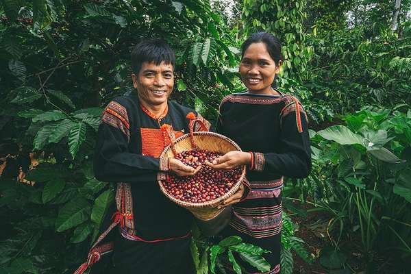 Nỗ lực để Việt Nam trở thành quốc gia tiên phong về sản xuất cà phê không gây mất rừng