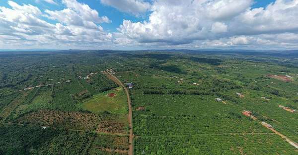 Chương trình Sản xuất cà phê không gây mất rừng đáp ứng yêu cầu của châu Âu do Simexco hợp tác với 4C triển khai trên quy mô 9.000 nông hộ, 11.000 ha 