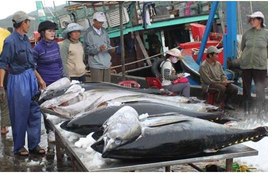 Khai thác cá ngừ đại dương tỉnh Phú Yên. Ảnh minh họa