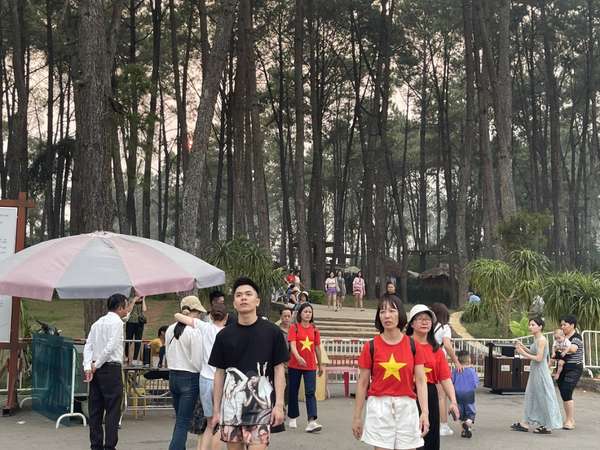 Mộc Châu: Du khách thích thú trải nghiệm hái mận tại vườn