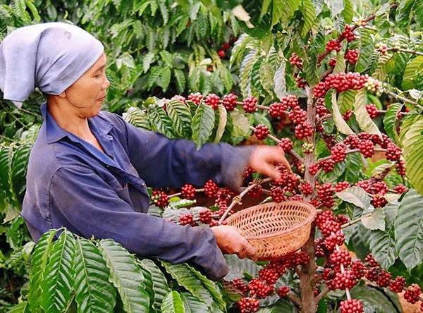 Việt Nam xuất khẩu khoảng 170.000 trong tấn cà phê trong tháng 4