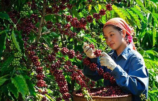 Giá cà phê xuất khẩu đồng loạt giảm khi tồn kho tăng trở lại