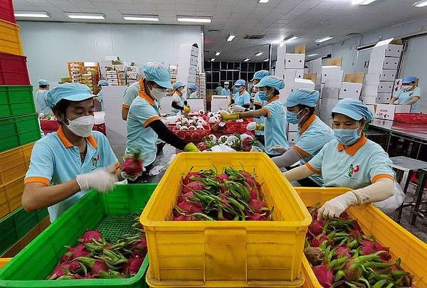 Nông sản tươi của Việt Nam được ưa chuộng tại thị trường Ấn Độ