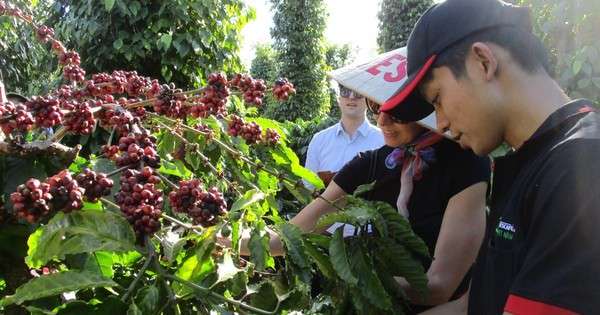 Giá cà phê xuất khẩu biến động, cà phê Robusta sẽ quay lại trên mức 3.500 USD/tấn