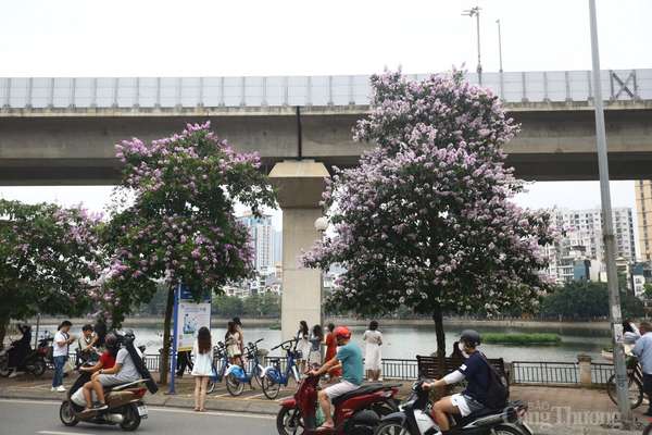 Lưu ngay những địa điểm checkin mùa bằng lăng tím trên phố phường Hà Nội