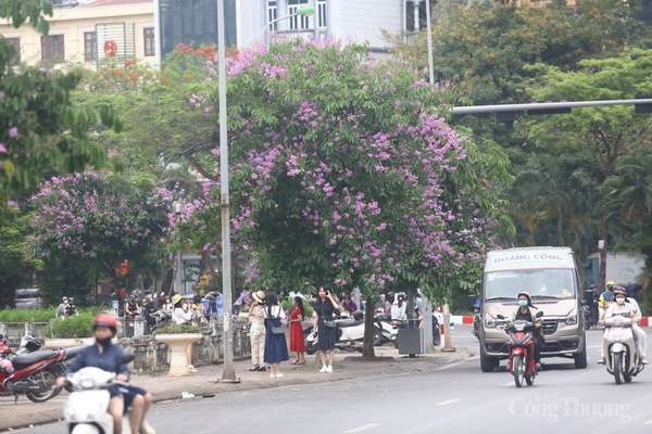 Lưu ngay những địa điểm checkin mùa bằng lăng tím trên phố phường Hà Nội