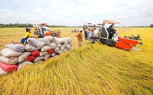 Giá lúa gạo hôm nay ngày 26/5 và tổng kết tuần qua: Giá lúa ổn định, giá gạo biến động mạnh