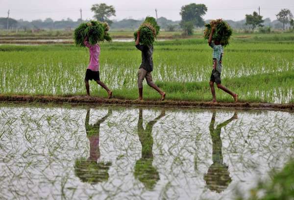 Ấn Độ liệu có lên 'ngôi vương' về xuất khẩu gạo trong năm 2025?
