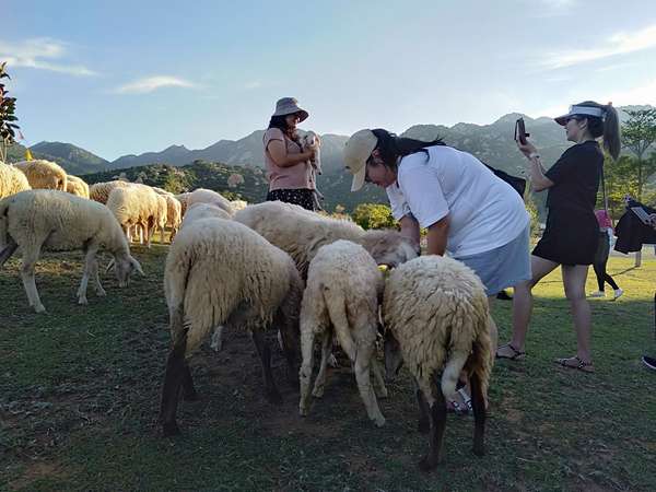 Du khách ghé thăm đồng cừu ở Ninh Thuận. Ảnh: Vi Thảo