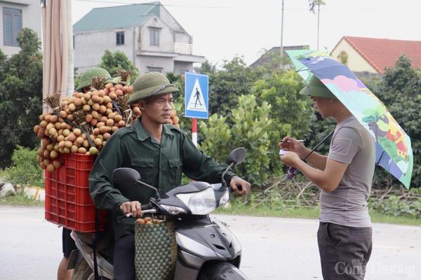 Hải Dương: Thủ phủ vải Thanh Hà vào vụ, người dân phấn khởi thu hoạch xuất khẩu quốc tế