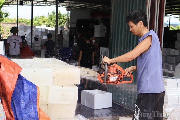 Hải Dương: Thủ phủ vải Thanh Hà vào vụ, người dân phấn khởi thu hoạch xuất khẩu quốc tế