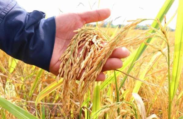 Giá lúa gạo hôm nay ngày 12/6: Giá gạo tăng nhẹ trong nước tăng nhẹ 50 đồng/kg