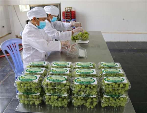 Mở rộng đầu ra cho nông sản Ninh Thuận nhờ thương mại điện tử