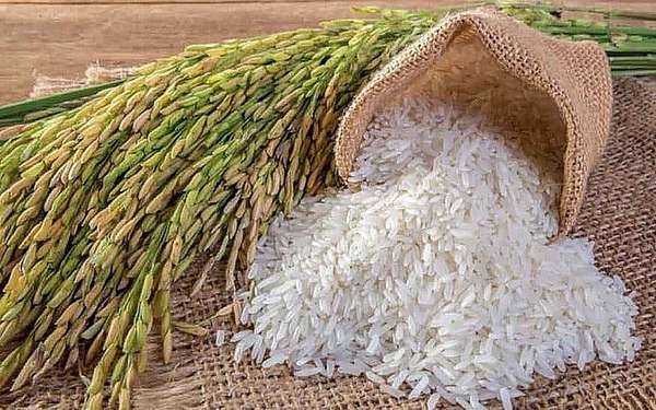 Giá lúa gạo hôm nay ngày 15/6: Giá gạo giảm nhẹ, giá lúa giảm