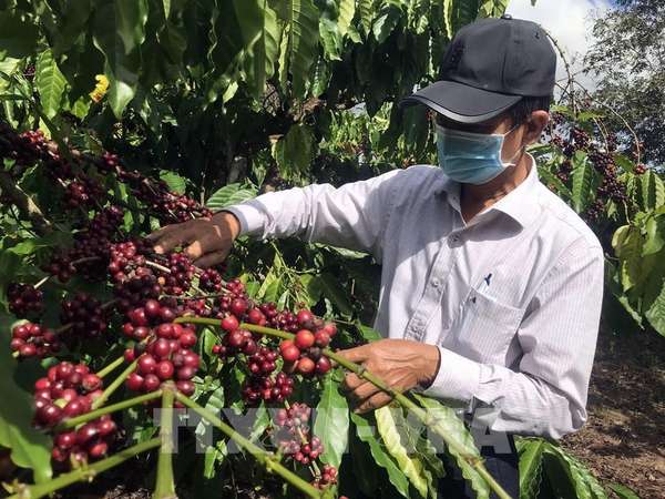 Sản lượng cà phê Robusta dự báo đạt khoảng 27,85 triệu bao
