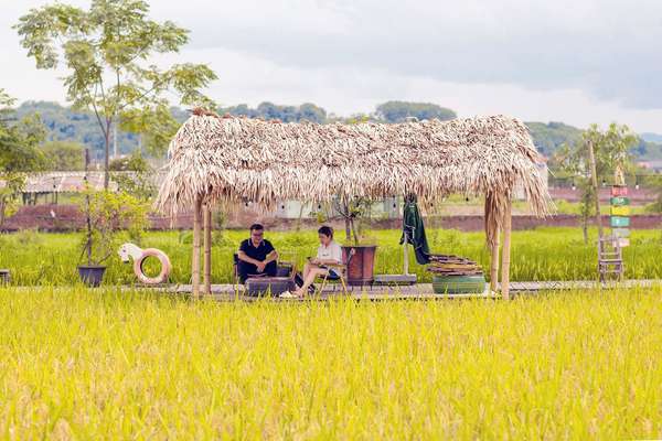 Độc lạ quán cà phê ruộng lúa chữa lành cực chill ngay ở Hà Nội
