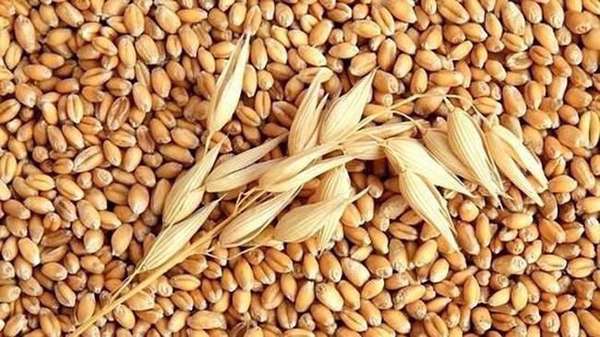 Nhập khẩu lúa mì từ thị trường Brazil tăng 332% về lượng