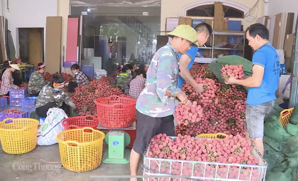 Bắc Giang: Kết nối, xúc tiến tiêu thụ vải thiều sang các thị trường khó tính