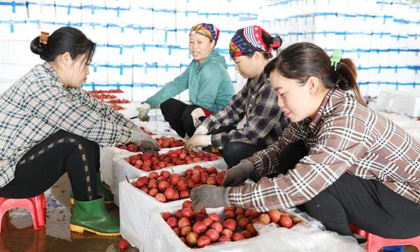 Vải thiều Bắc Giang hưởng "mùa ngọt" với hơn 5.700 tỷ đồng