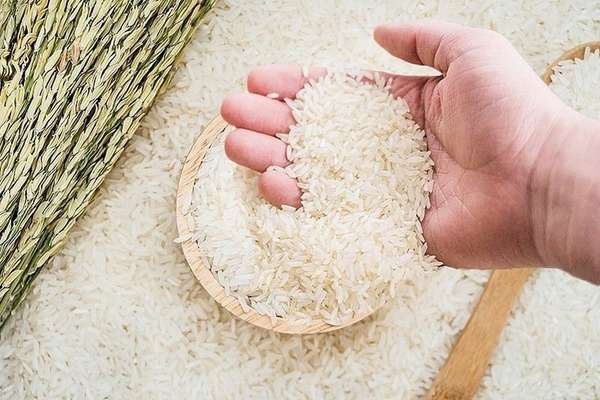Giá lúa gạo hôm nay ngày 28/6: Giá lúa tiếp tục đi ngang; giá gạo xuất khẩu ở mức thấp