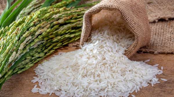 Giá lúa gạo hôm nay ngày 1/7: Giá gạo giảm 100 đồng/kg, giá lúa đi ngang