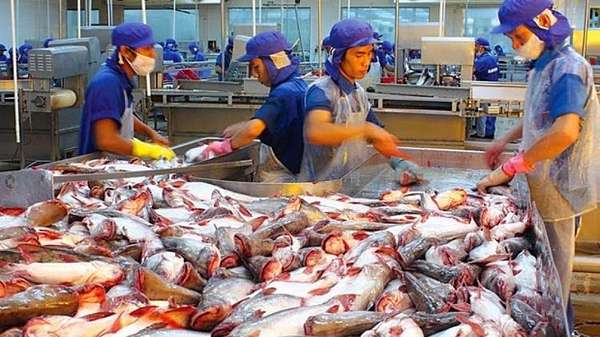 Xuất khẩu cá tra Việt Nam rộng cửa sang thị trường Mercosur