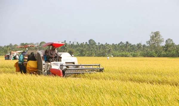 Giá lúa gạo hôm nay ngày 3/7: Giá giá gạo giảm 100 -150 đồng/kg, giá lúa giảm 100 đồng/kg