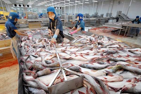 Xuất khẩu cá tra Việt Nam đạt 80.000 tấn
