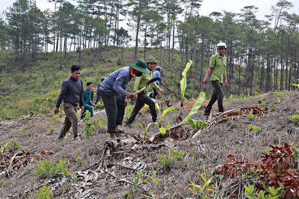 Lâm Đồng: Cán bộ bảo vệ rừng bị nhóm người kéo đến đe dọa, hành hung