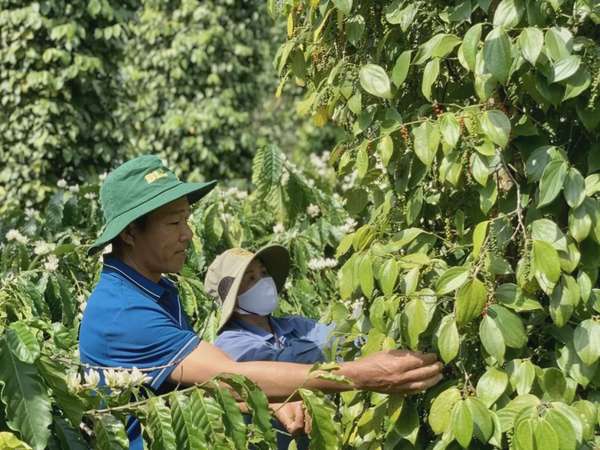 Giá tiêu hôm nay 12/7/2024: Đắk Lắk, Đắk Nông lấy lại đà tăng chạm mốc cao nhất