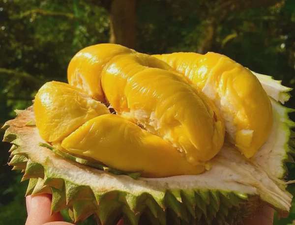 Sầu riêng Musang King giảm sâu