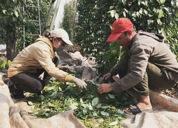 Dự báo giá tiêu ngày 21/7/2024: Vẫn chưa có thấy dấu hiệu tăng?