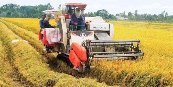 Giá lúa gạo hôm nay ngày 18/2 và tổng kết tuần qua: Giá lúa gạo cao, nông dân tất bật thu hoạch