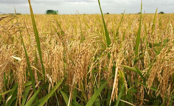 Giá lúa gạo hôm nay ngày 7/10: Giá gạo tăng 100 đồng/kg, thị trường sôi động