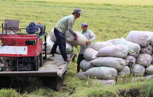 Giá lúa gạo hôm nay ngày 8/10 và tổng kết tuần qua: Giá lúa giảm, giá gạo tăng