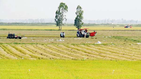 Giá lúa gạo hôm nay ngày 8/4: Giá lúa có xu hướng tăng tại An Giang, Sóc Trăng