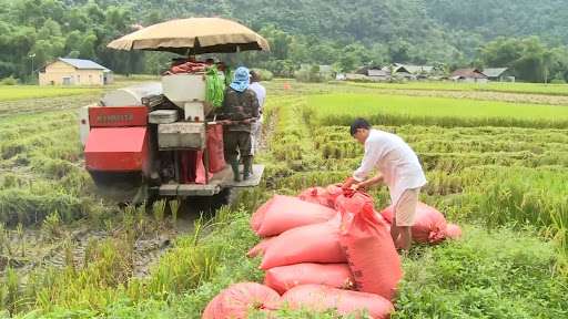 Giá lúa gạo hôm nay ngày 21/4 và tổng kết tuần qua: Giá lúa gạo đồng loạt tăng