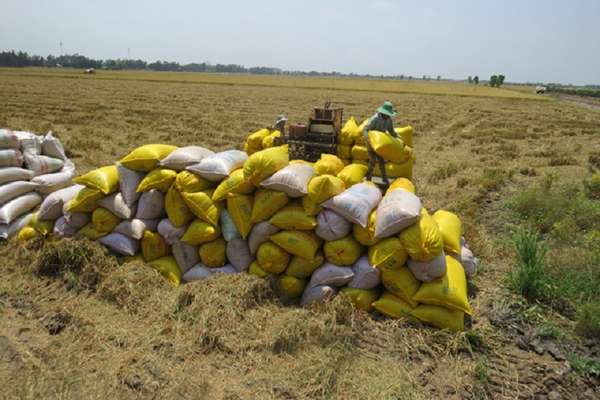 Giá lúa gạo hôm nay ngày 29/10 và tổng kết tuần qua: Giá lúa tăng 400 – 600 đồng/kg