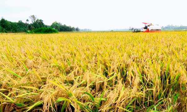 Giá lúa gạo hôm nay ngày 16/9: Kéo dài đà tăng