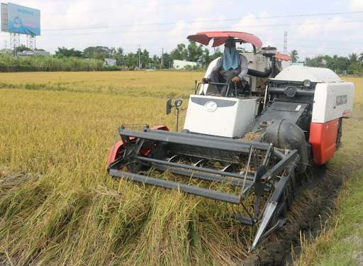 Giá lúa gạo hôm nay ngày 31/7/2023: Giá lúa Hè thu liên tục tăng