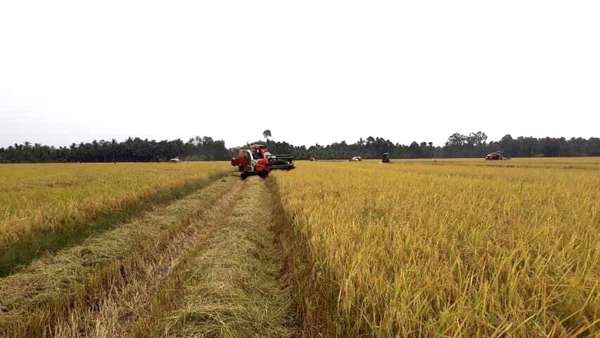 Giá lúa gạo hôm nay ngày 31/3 và tổng kết tuần qua: Giá lúa gạo giảm 200 - 600 đồng/kg