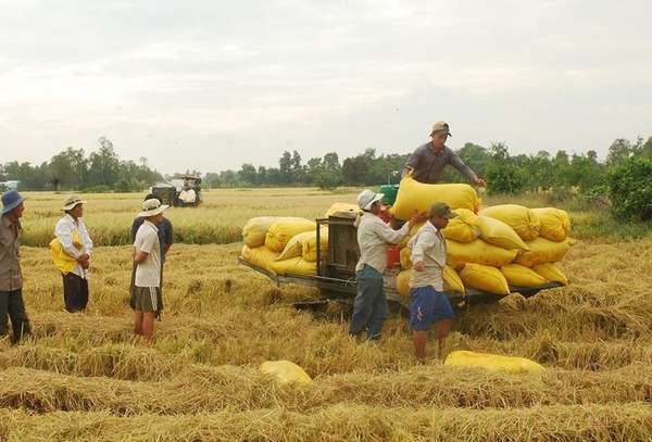 Giá lúa gạo hôm nay ngày 8/9: Giá gạo trong nước đồng loạt tăng 200 đồng/kg