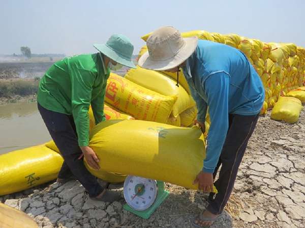 Giá lúa gạo hôm nay 26/9: Giá gạo trong nước tăng 50 đồng/kg