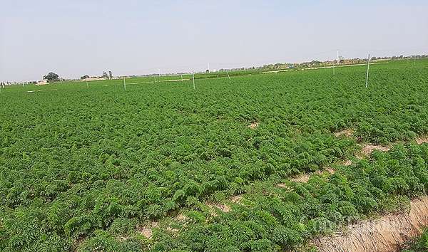 Vùng trồng cà rốt xuất khẩu tại Hải Dương