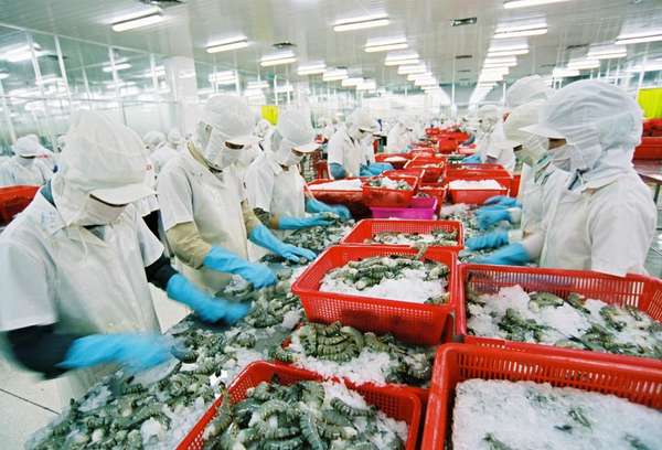 Vì sao Việt Nam chưa gỡ được “thẻ vàng” của EC đối với thủy sản?