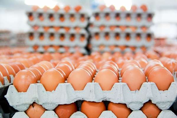 giá trứng gia cầm giảm mạnh chủ yếu do nguồn cung dồi dào nhưng không đến mức phải “giải cứu”