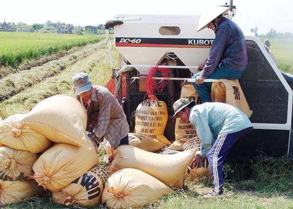 Giá lúa gạo hôm nay 27/6: Giá lúa giảm 200 đồng, giá gạo bật tăng nhẹ